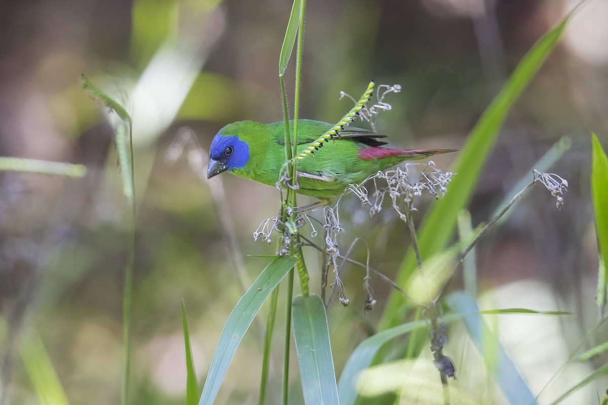 Blue-faced Parrotfinch - Matthew Kwan