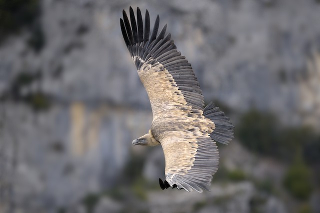 Dorsal view (subspecies <em class="SciName notranslate">fulvus</em>). - Eurasian Griffon - 