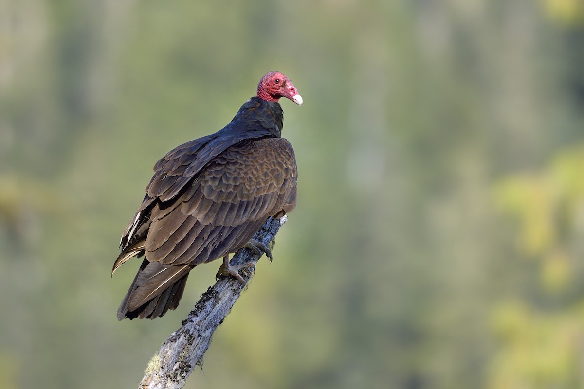 Turkey Vulture - ML207415561
