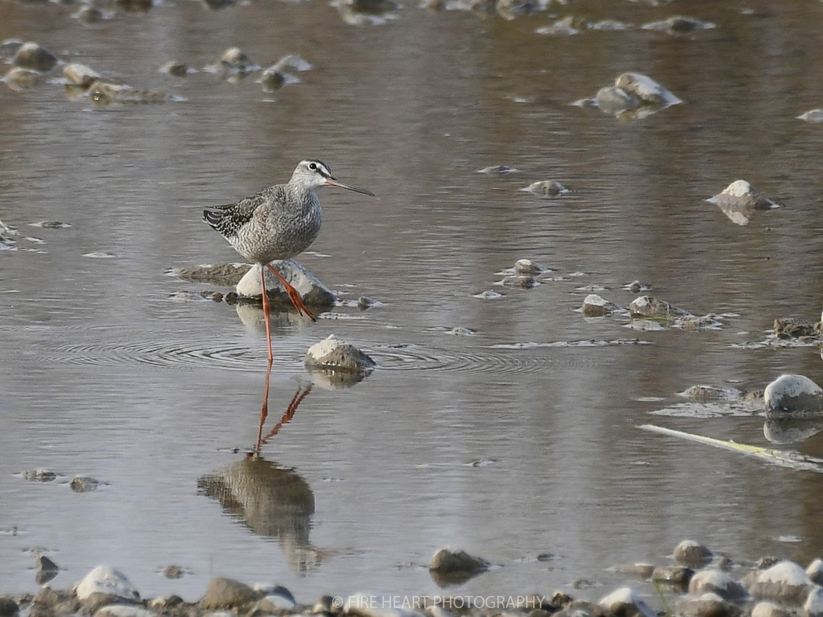 Spotted Redshank - ML207420551
