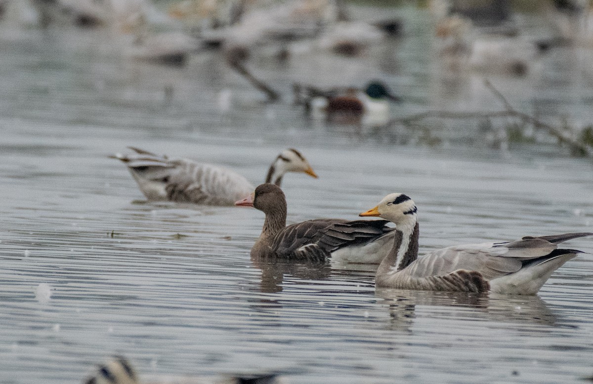 Greater White-fronted Goose - ML207422271