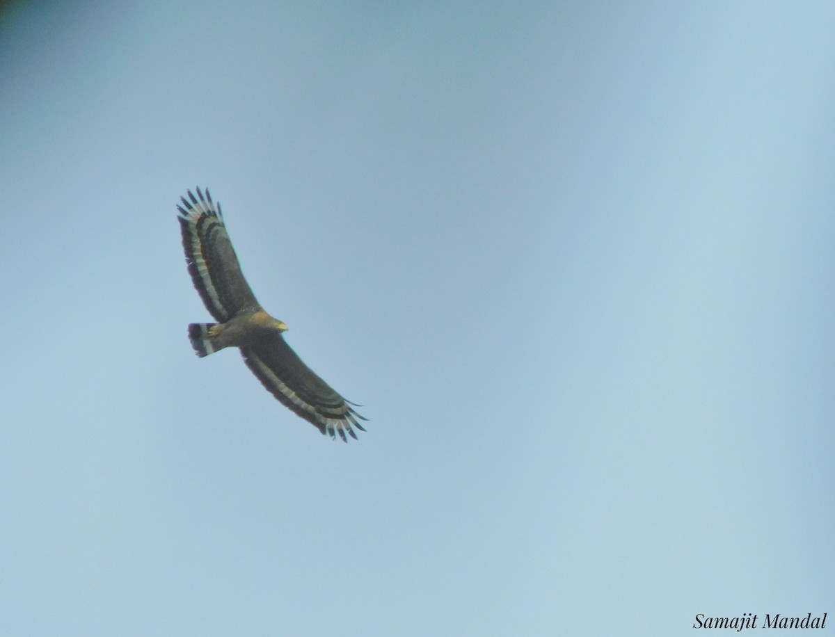 Crested Serpent-Eagle - ML207424281