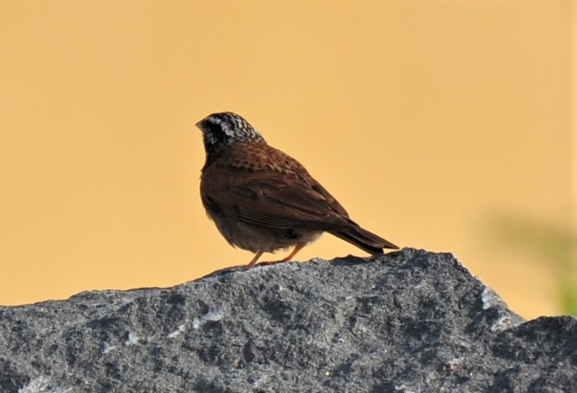 Striolated Bunting - ML207425201