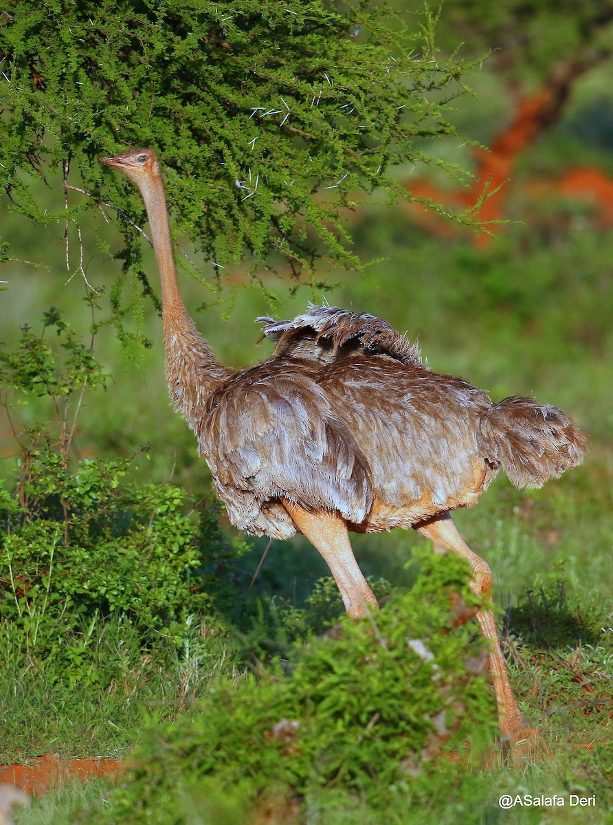 Somali Ostrich - Fanis Theofanopoulos (ASalafa Deri)