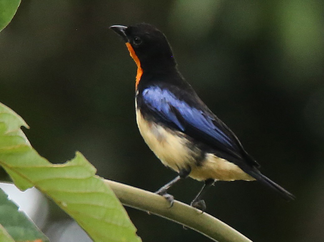 Orange-throated Tanager - Roger Ahlman