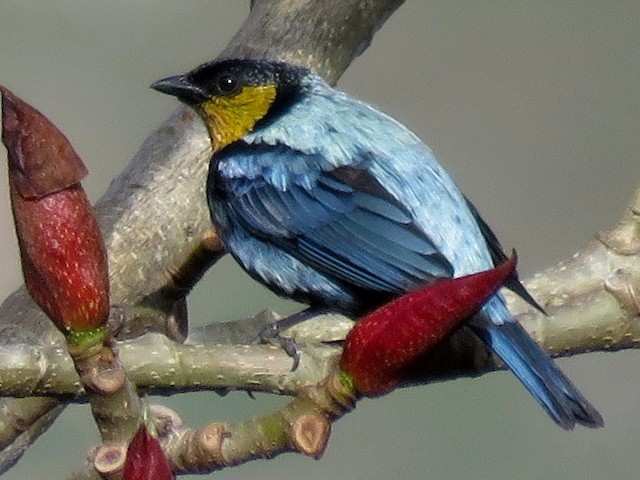 Male - Silvery Tanager - 