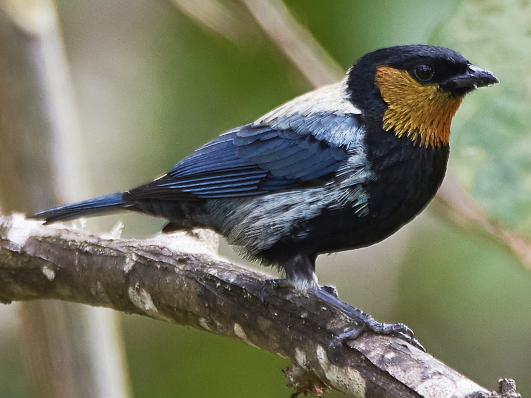 Silvery Tanager - Anonymous
