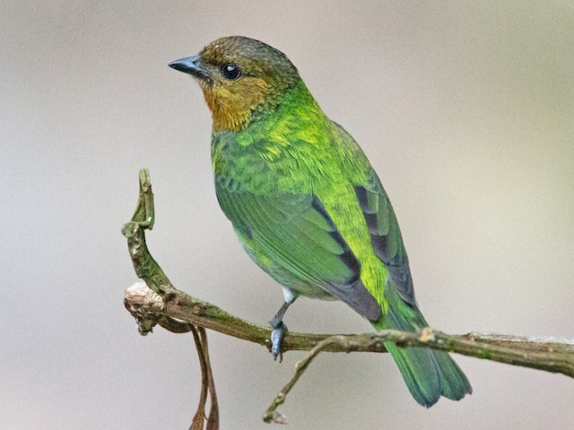 Female - Silvery Tanager - 