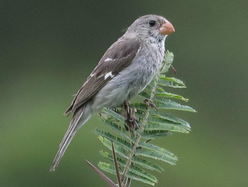 Birds with Unfortunate and Funny Names