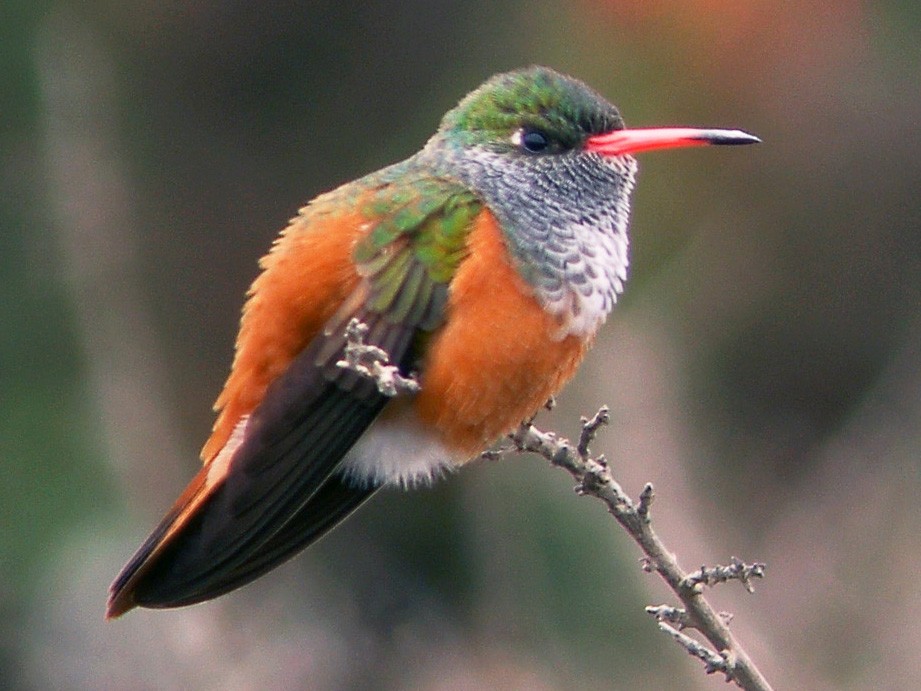 Amazilia Hummingbird - Scott Olmstead