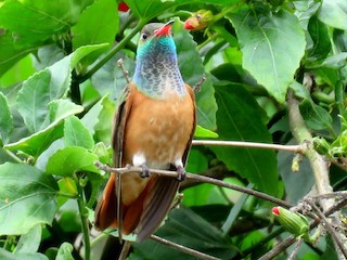 チャムネエメラルドハチドリ - eBird