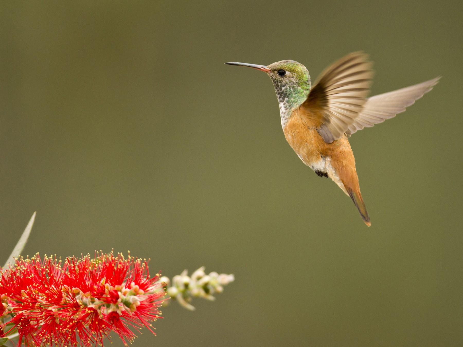Amazilia Hummingbird - Luis Rios Arevalo