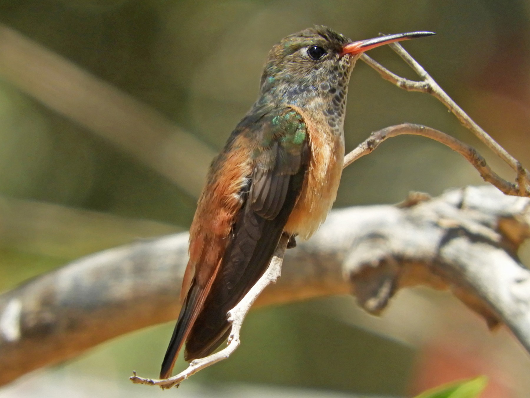 Amazilia Hummingbird - Ray Wershler
