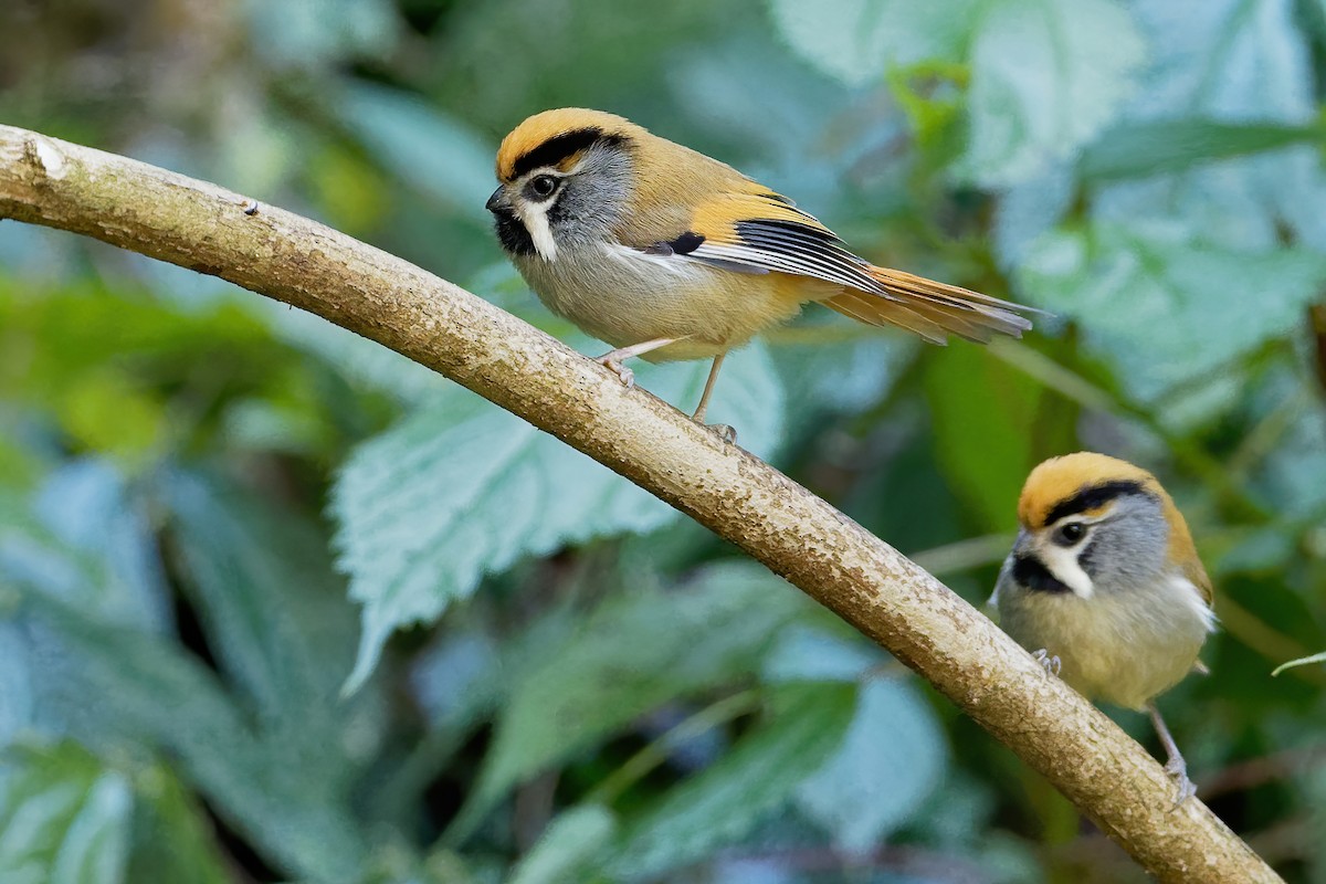 Black-throated Parrotbill (Gray-breasted) - Vincent Wang