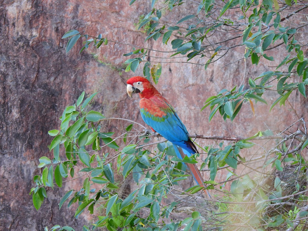 Red-and-green Macaw - ML207439921