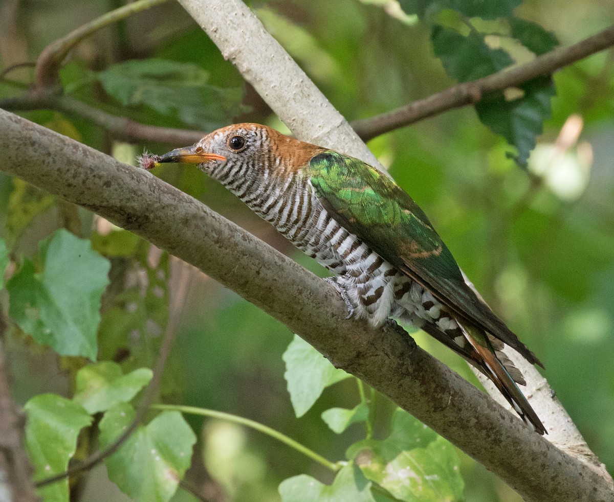 Asian Emerald Cuckoo - Dave Bakewell