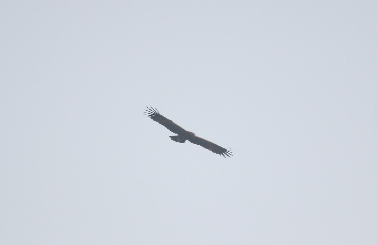 Greater Spotted Eagle - nizar virani