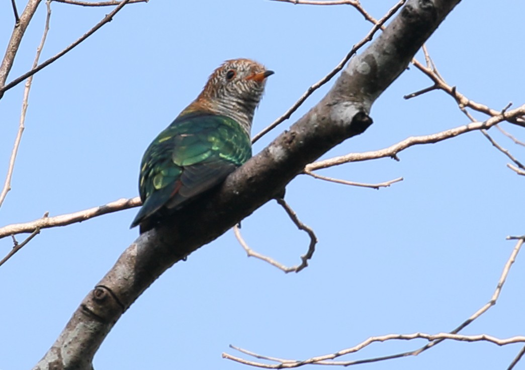 Asian Emerald Cuckoo - ML207442411