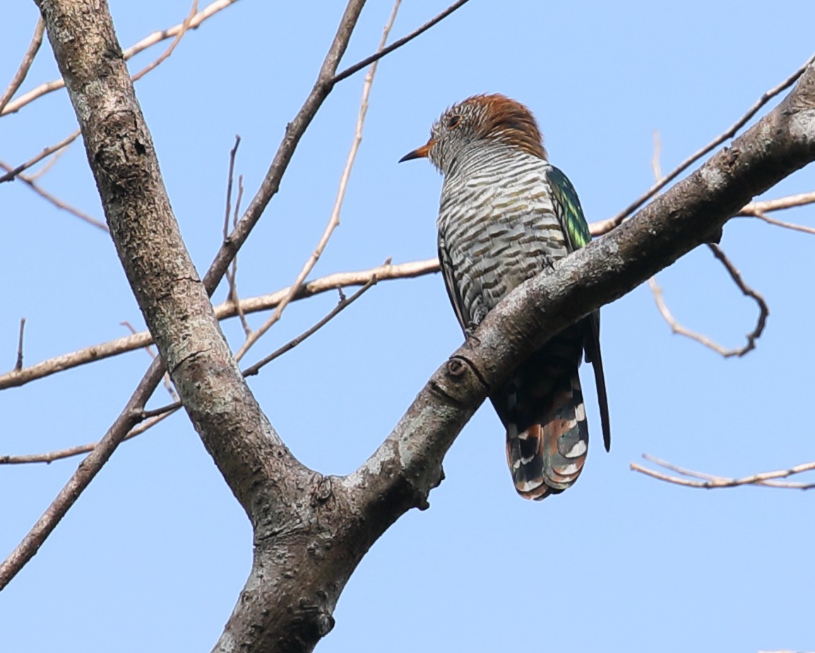 Asian Emerald Cuckoo - ML207442421
