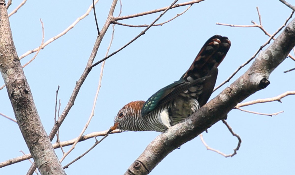 Asian Emerald Cuckoo - ML207442431