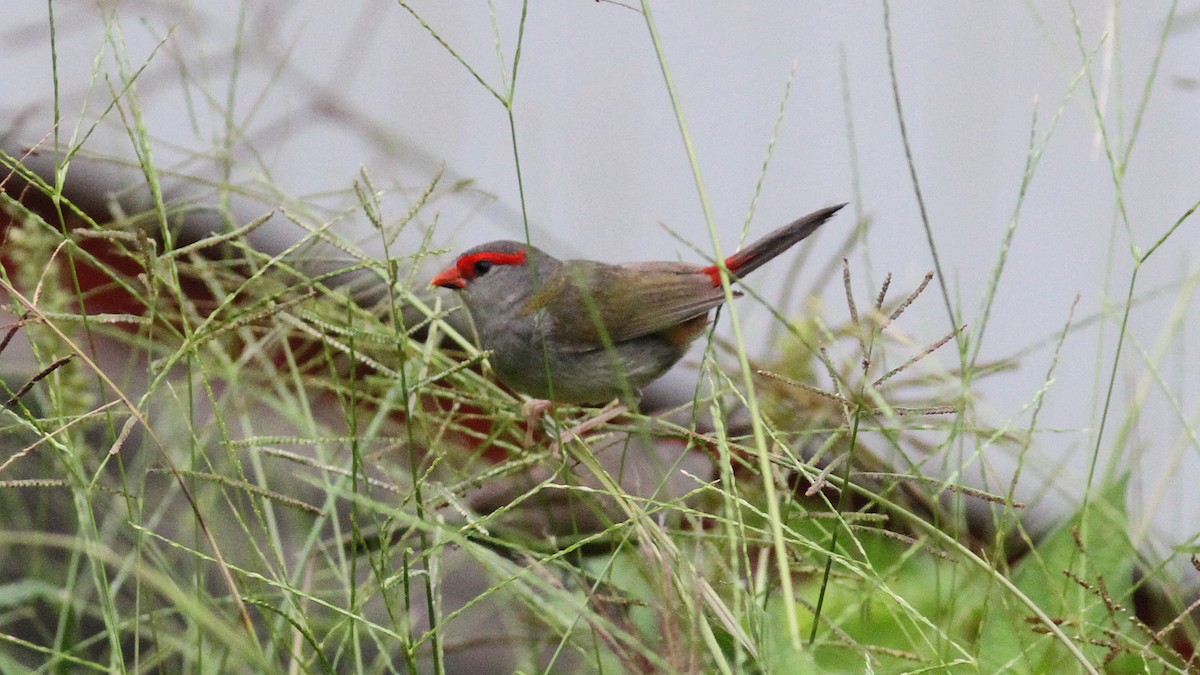 Red-browed Firetail - ML20744311