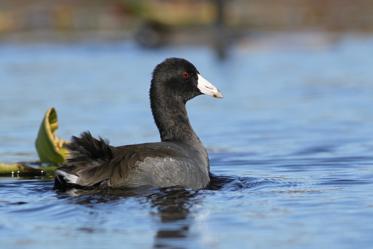 American Coot (Red-shielded) - ML20744421
