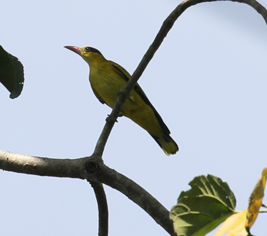 Black-naped Oriole (East Asian) - Anonymous