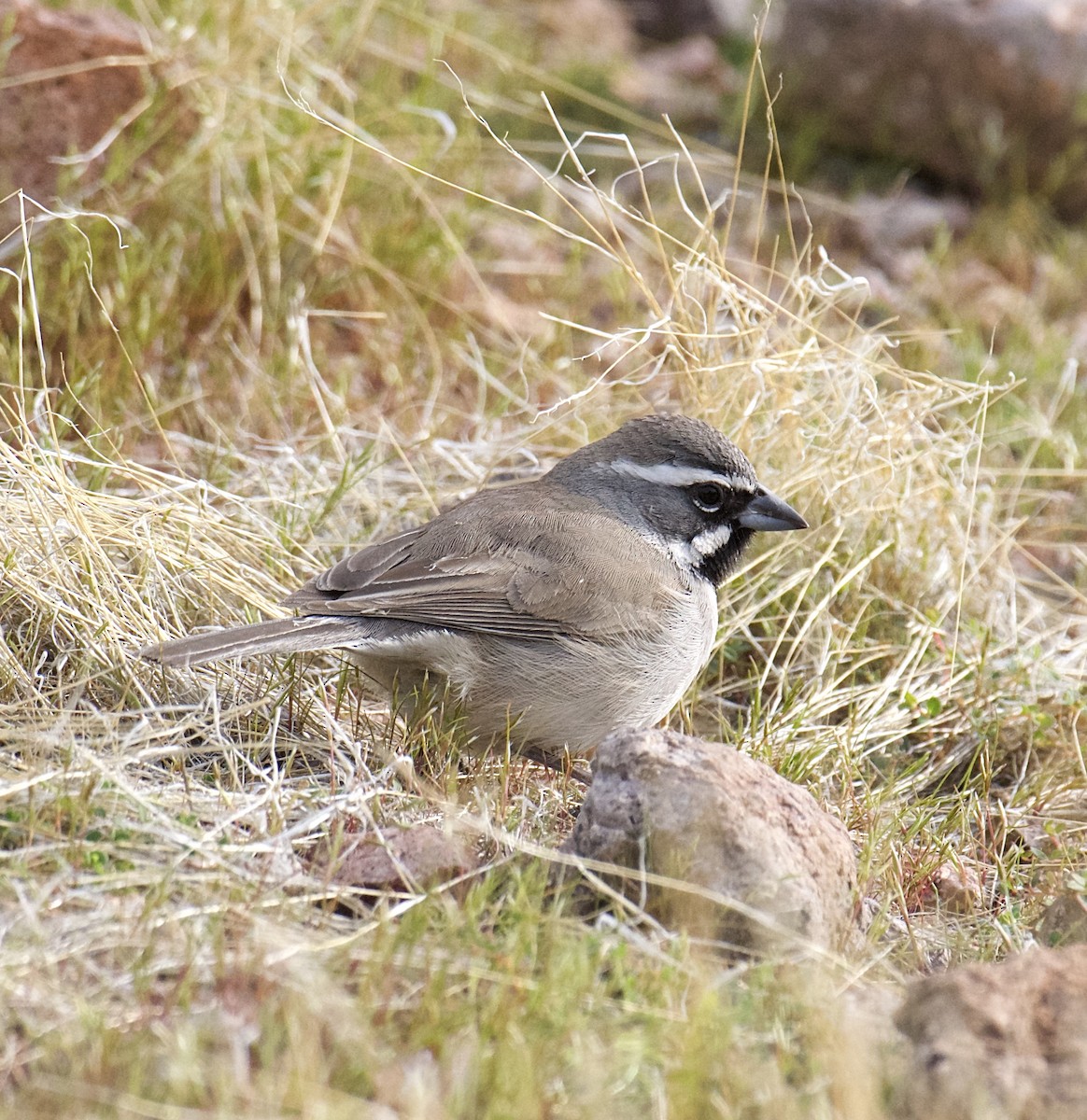 Black-throated Sparrow - James Taylor