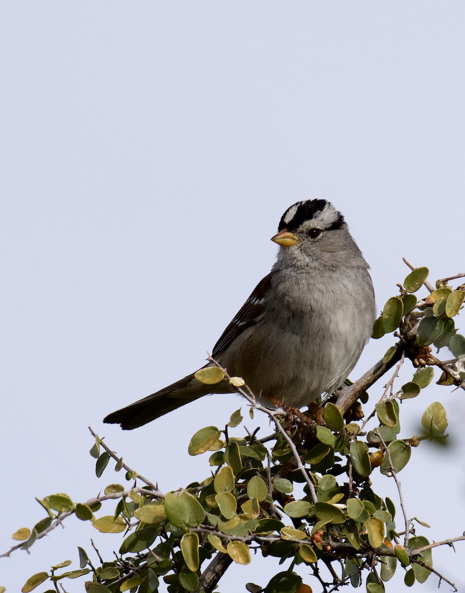 White-crowned Sparrow (Gambel's) - ML207449621