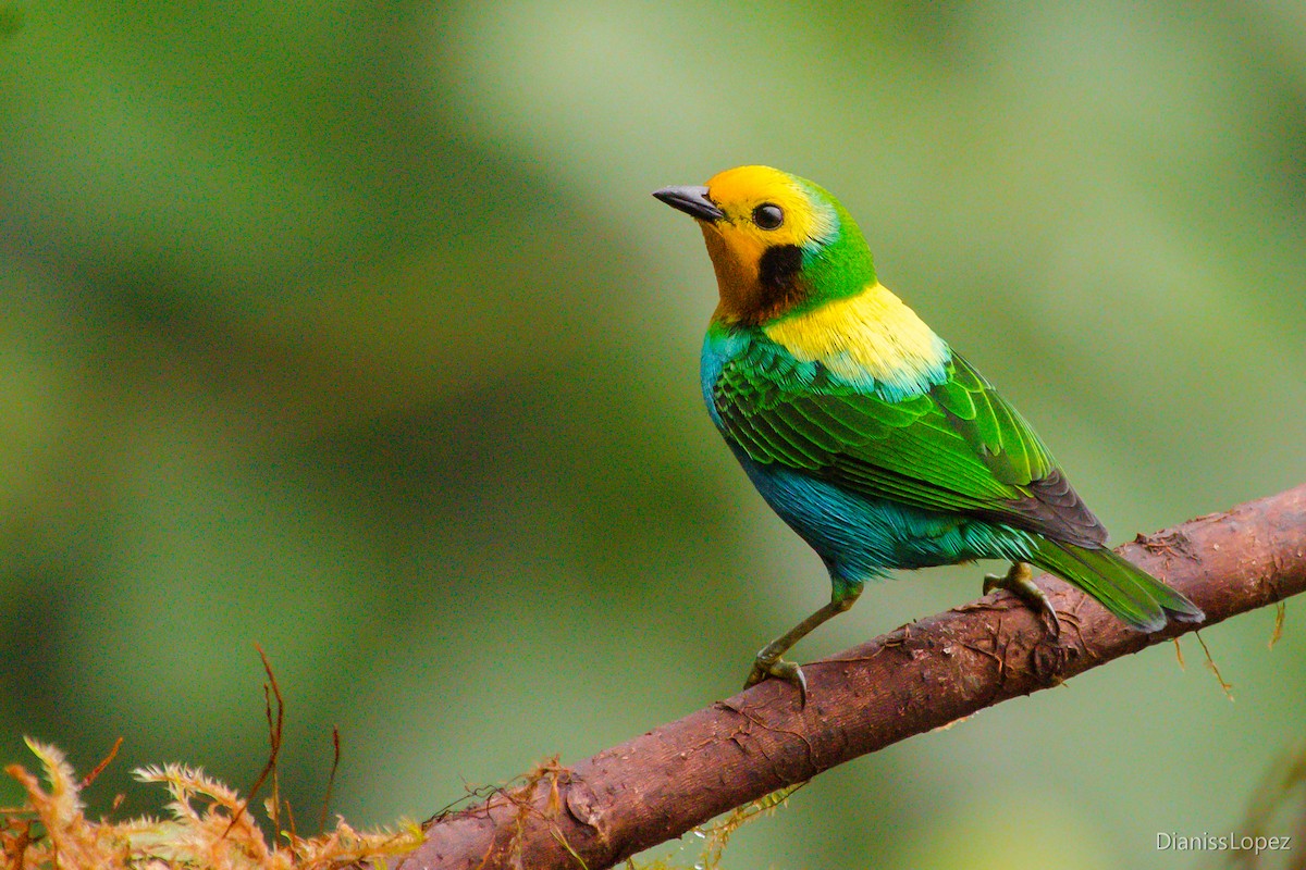 Multicolored Tanager - ML207450081