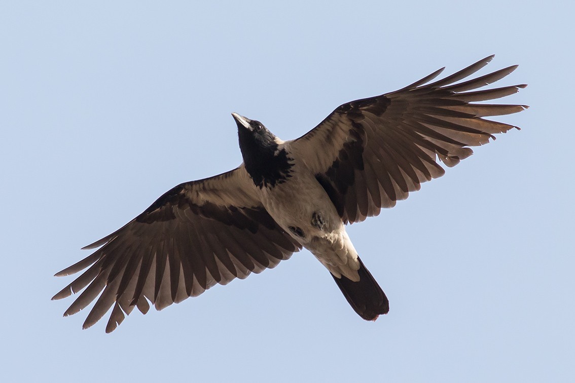 eBird Checklist - 2 Feb 2020 - Ahmet Yesevi University ...