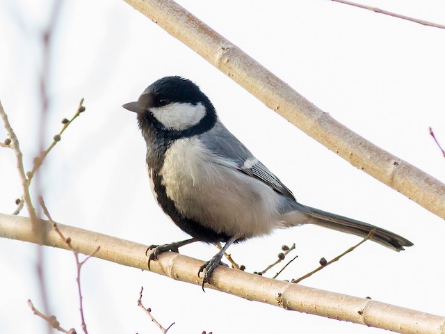 Adult Great Tit (subspecies <em class="SciName notranslate">bokharensis</em>). - Great Tit (Turkestan) - 