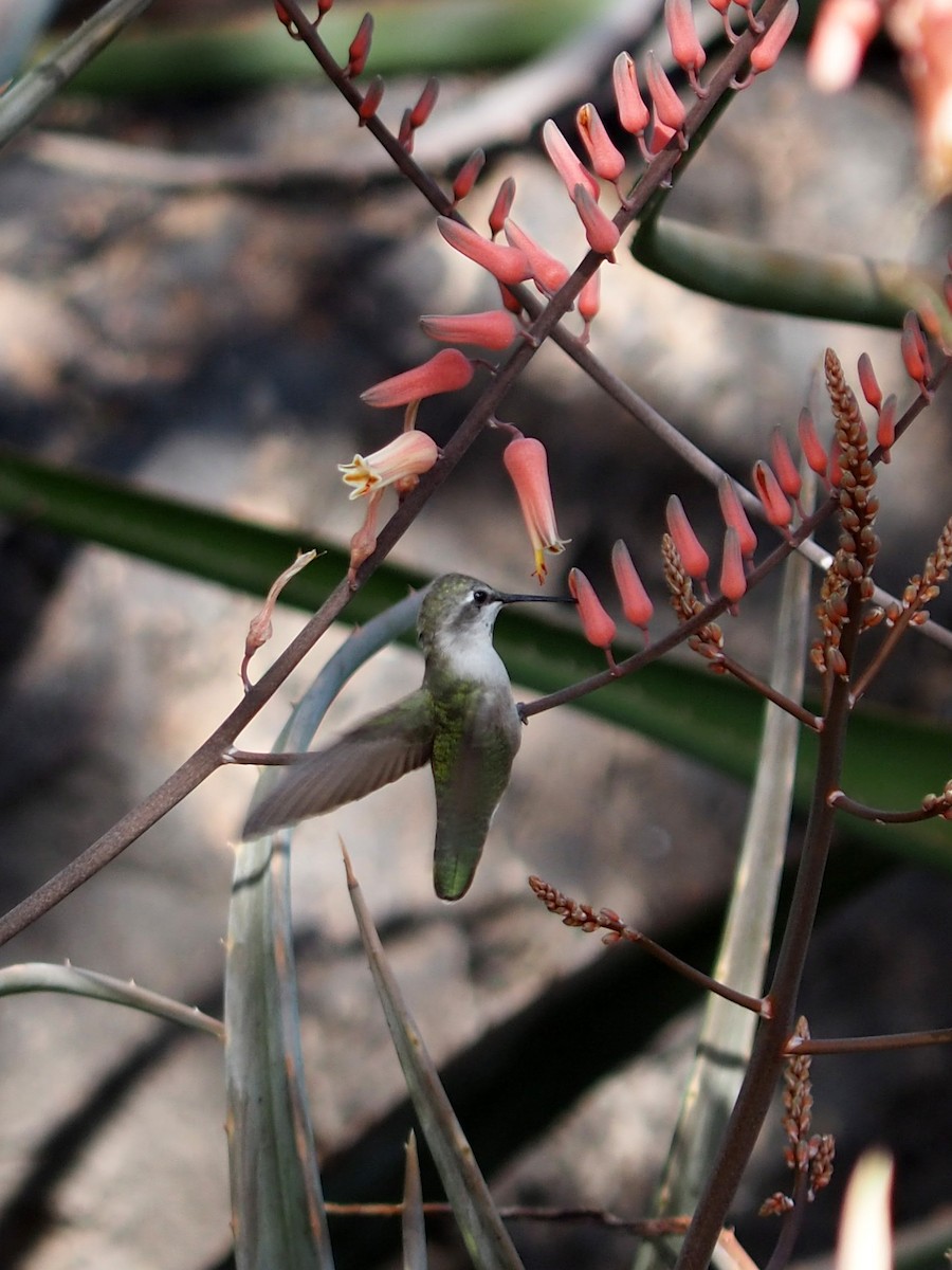 Costa's Hummingbird - ML207458091