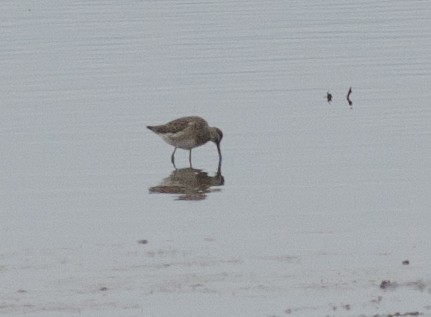 Long-billed Dowitcher - ML20745821