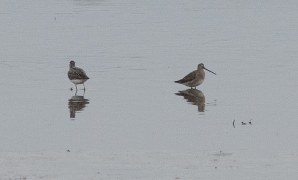 Long-billed Dowitcher - ML20745831