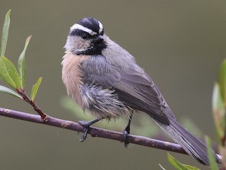White-browed Tit - Poecile superciliosus - Birds of the World