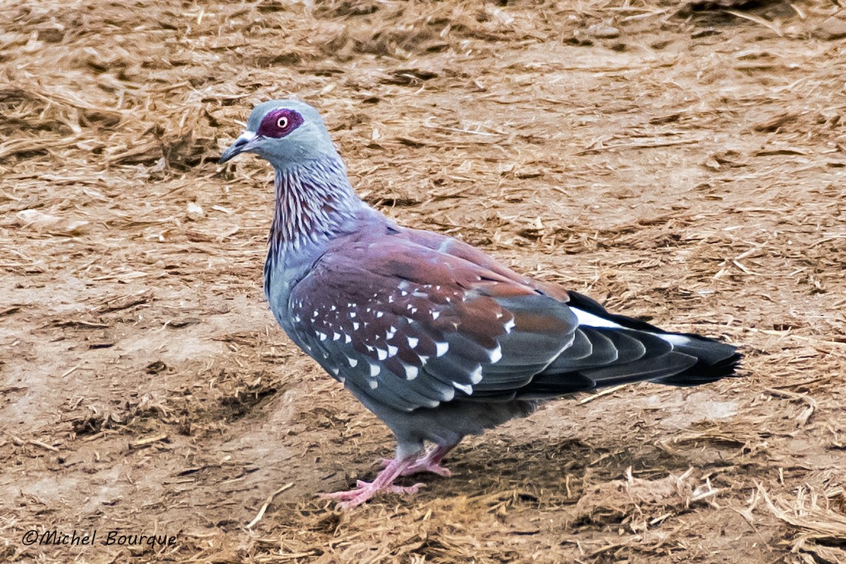 Speckled Pigeon - Michel Bourque