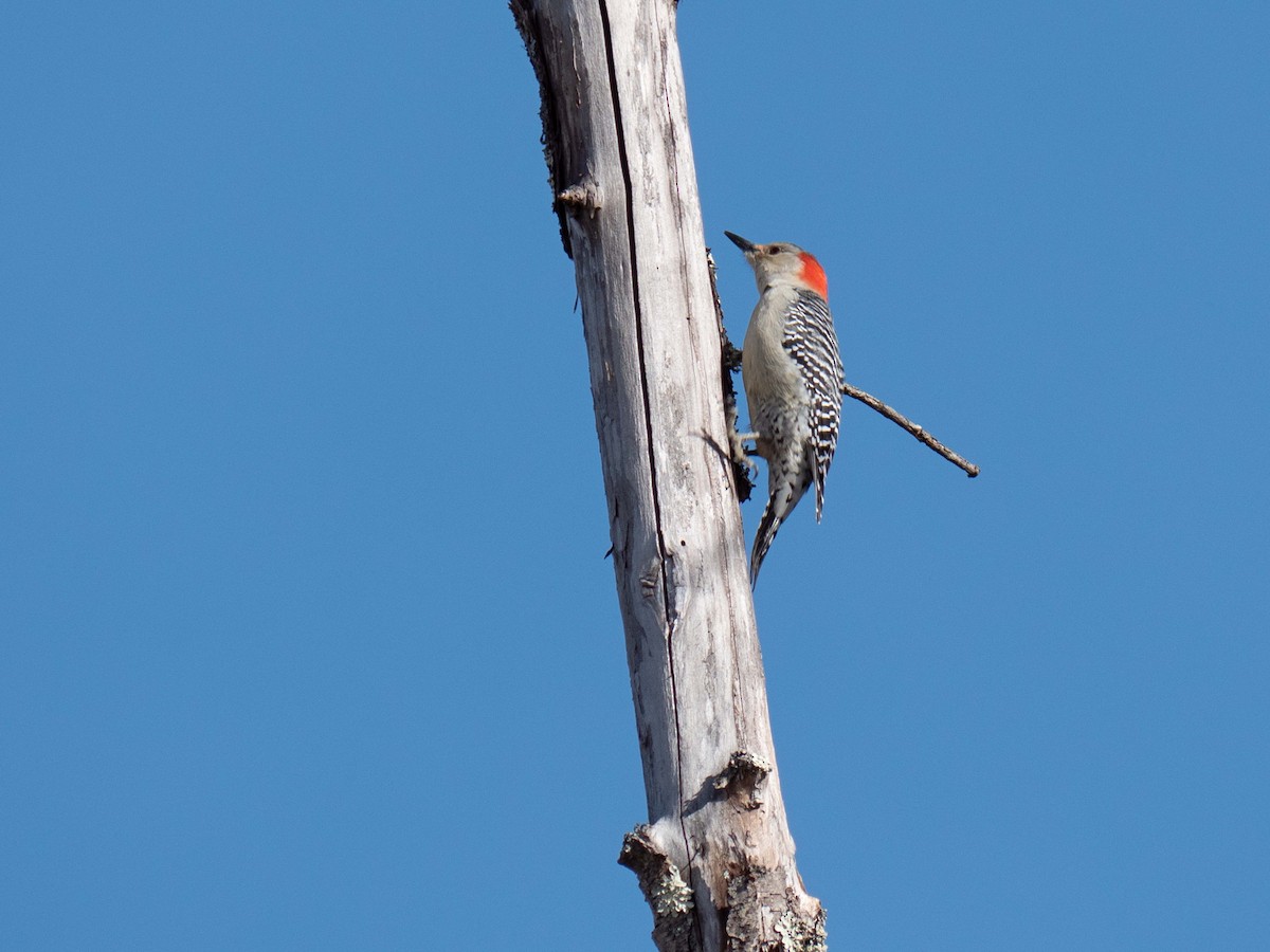 Red-bellied Woodpecker - ML207469561