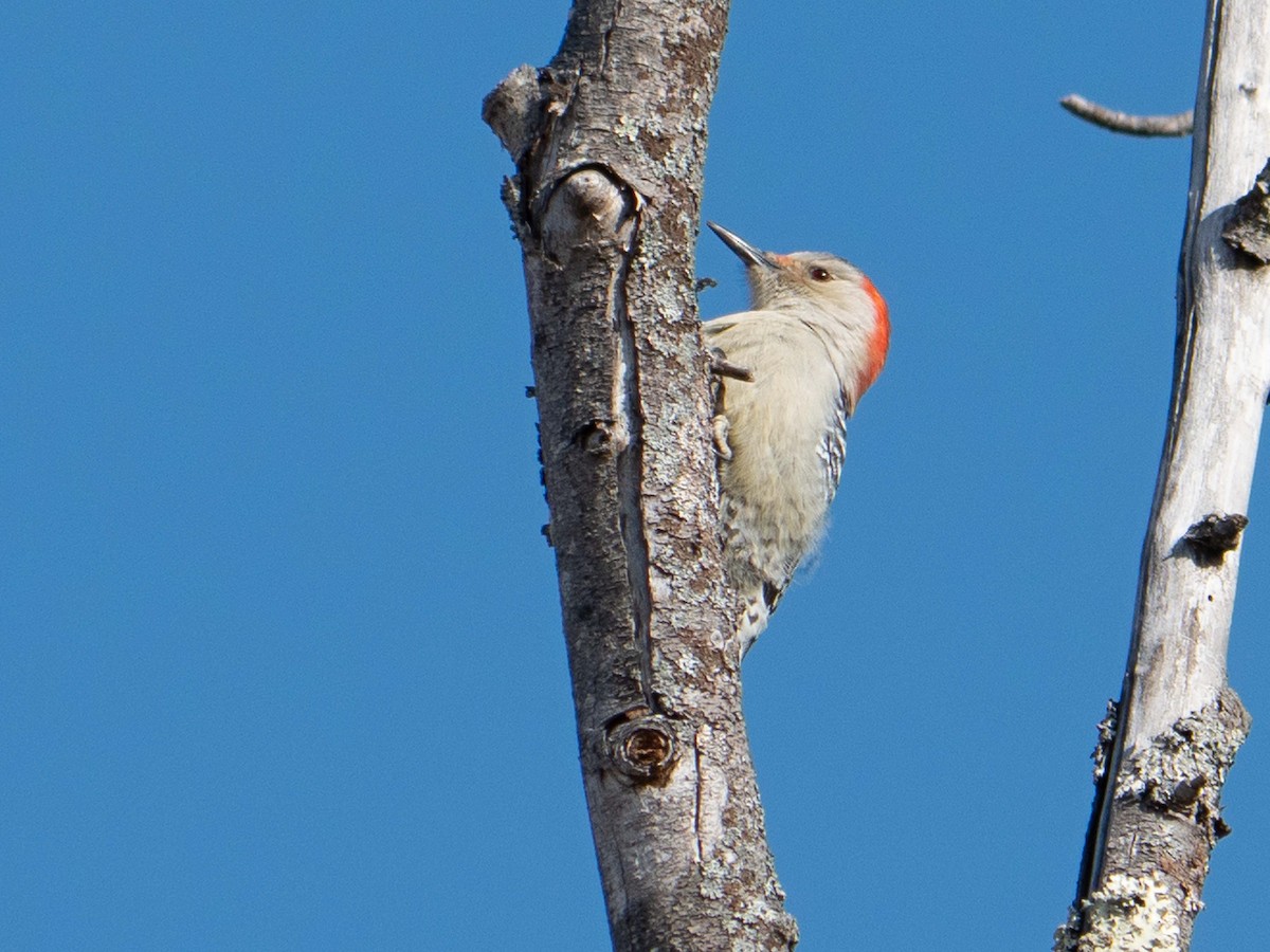 Red-bellied Woodpecker - ML207469591