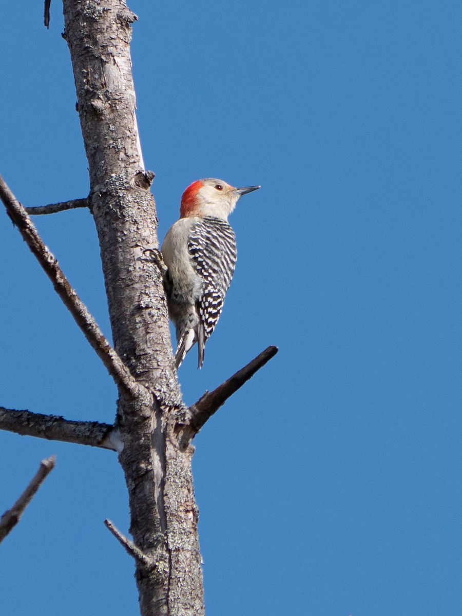 Red-bellied Woodpecker - Susan Elliott