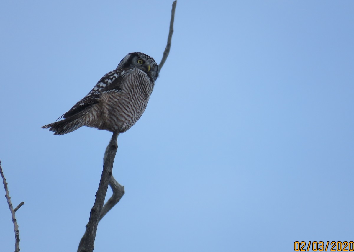 Northern Hawk Owl - ML207470101