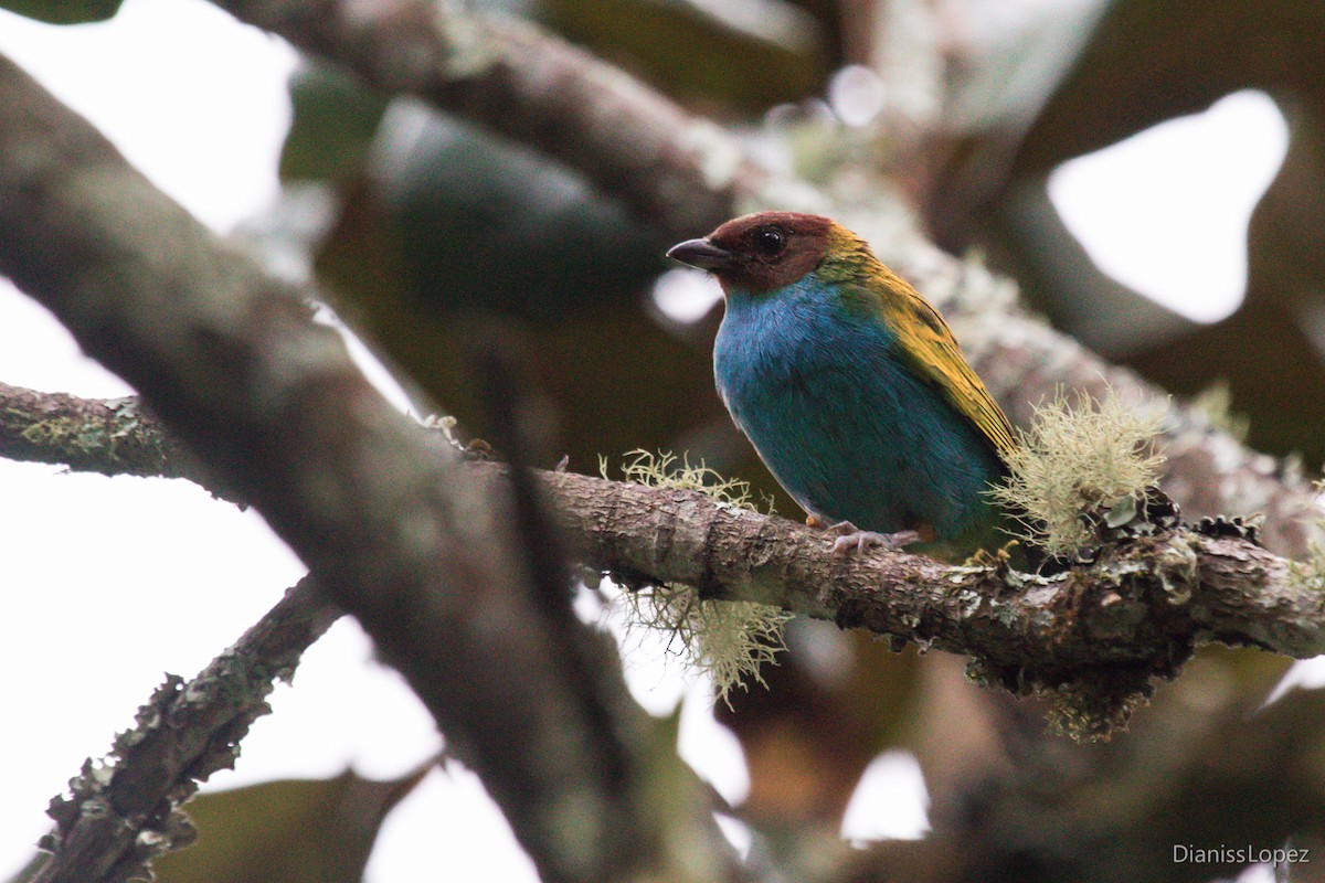 Bay-headed Tanager - ML207470651