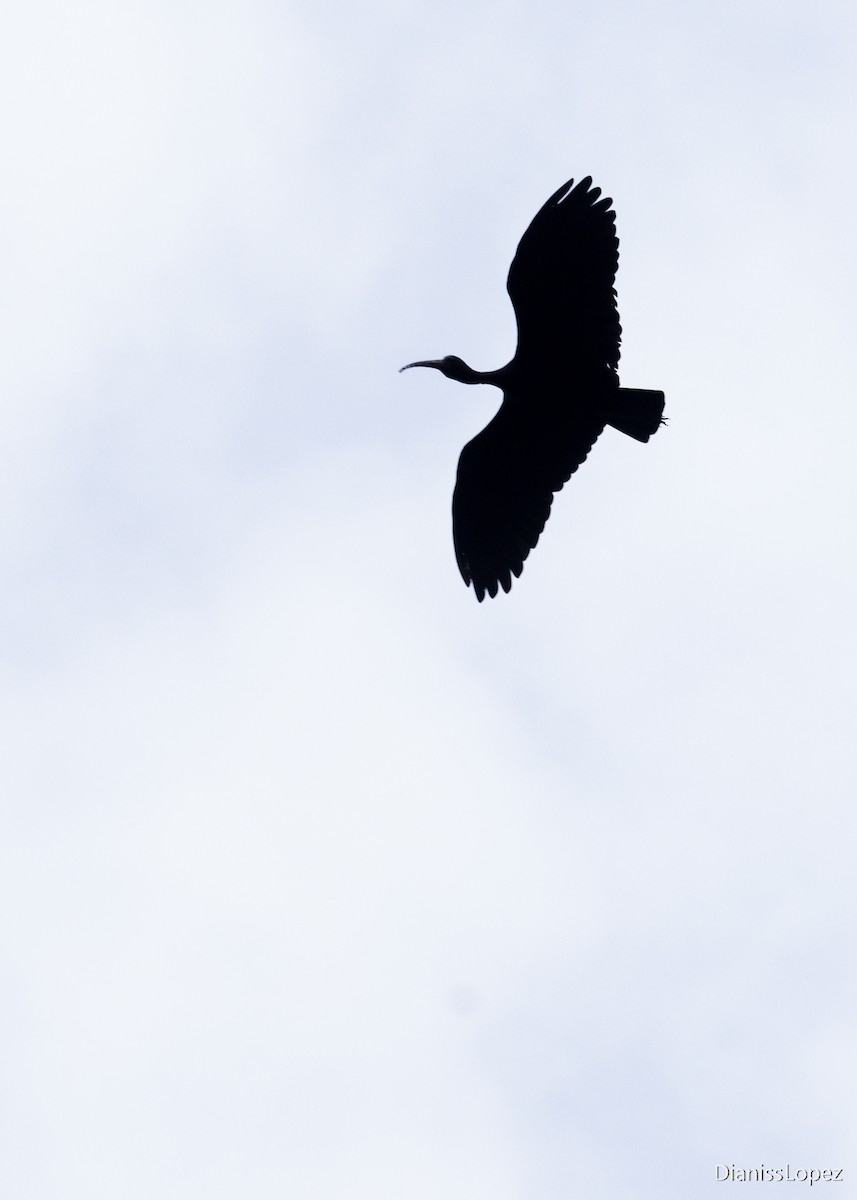 ibis tmavý - ML207470731