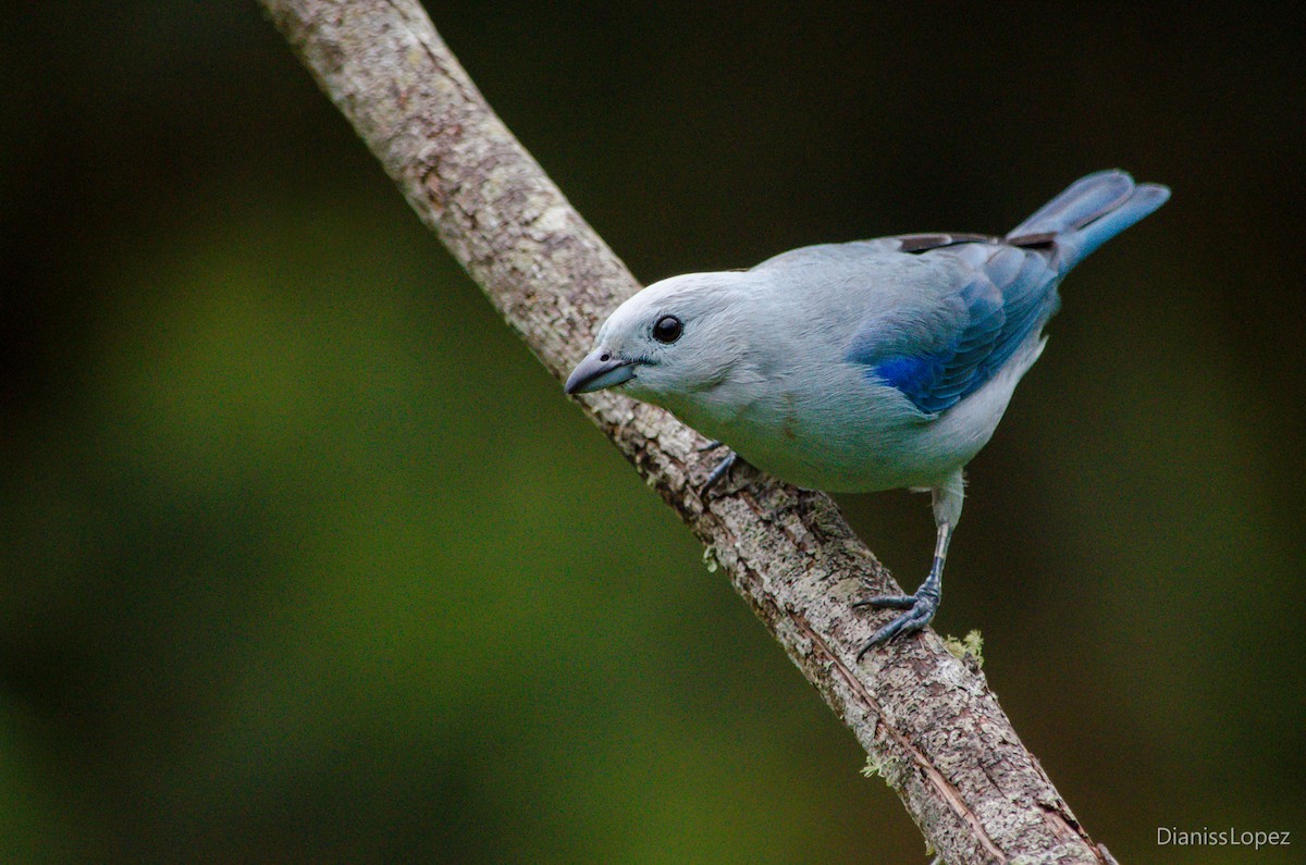 Blue-gray Tanager - ML207470831