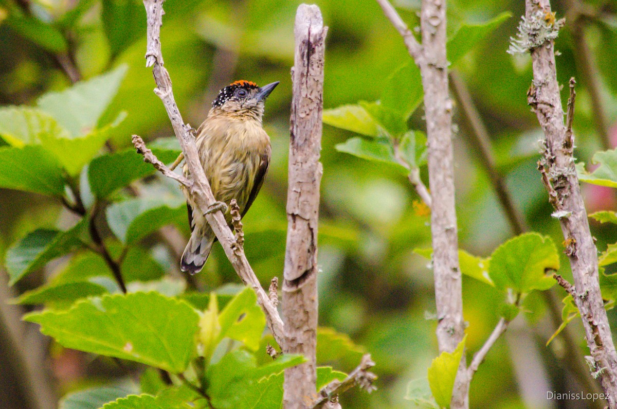 Olivaceous Piculet - ML207470991