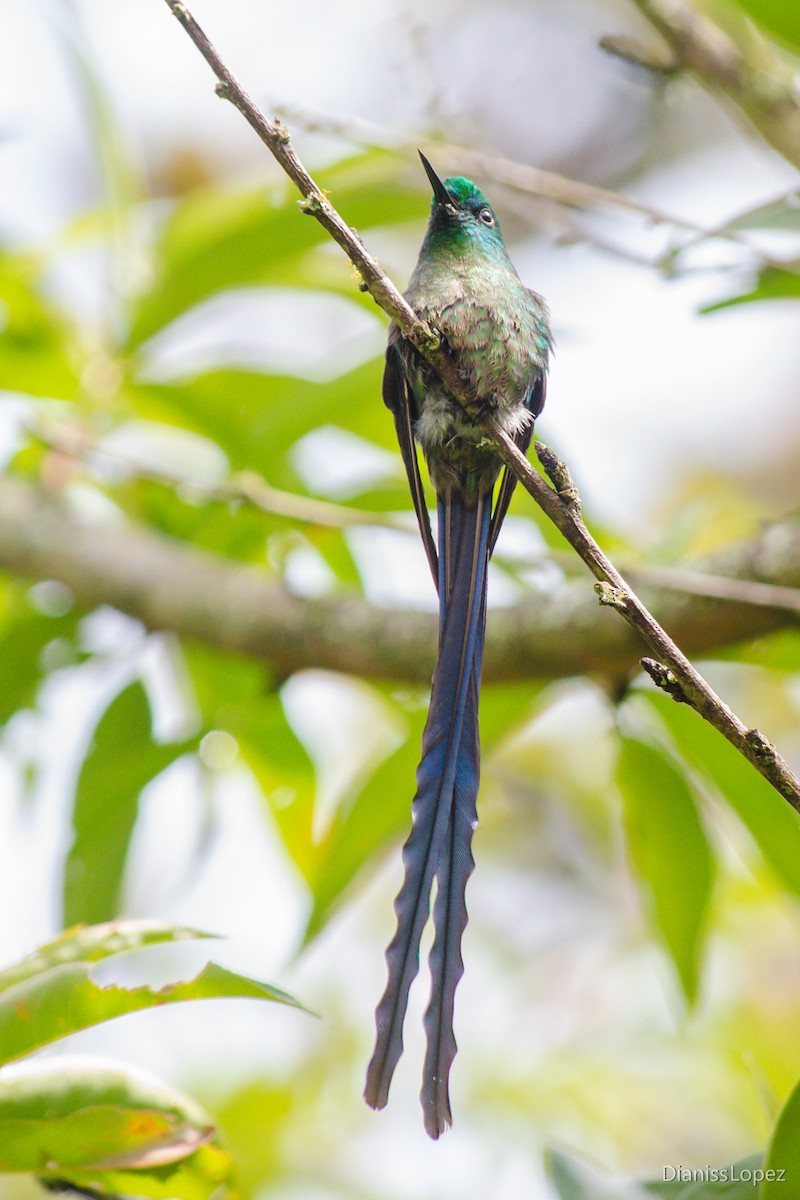 Long-tailed Sylph - ML207471271