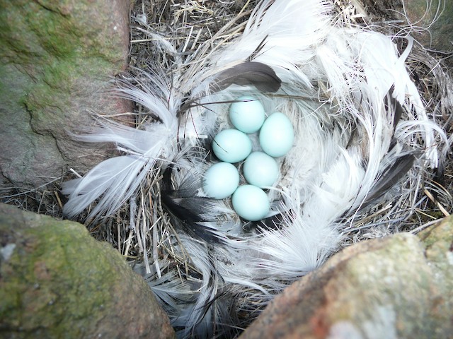 Nest and eggs of <em>O. o. leucorhoa</em>. - Northern Wheatear (Greenland) - 