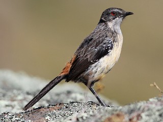 雌鳥 - Gerlinde Taurer - ML207477231