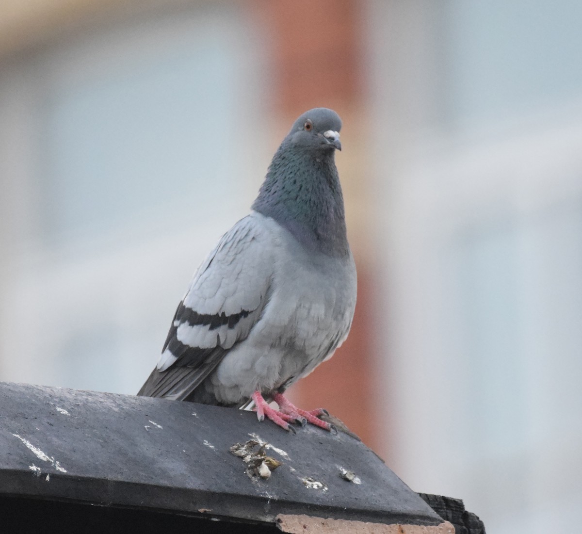 Rock Pigeon (Feral Pigeon) - ML207479561