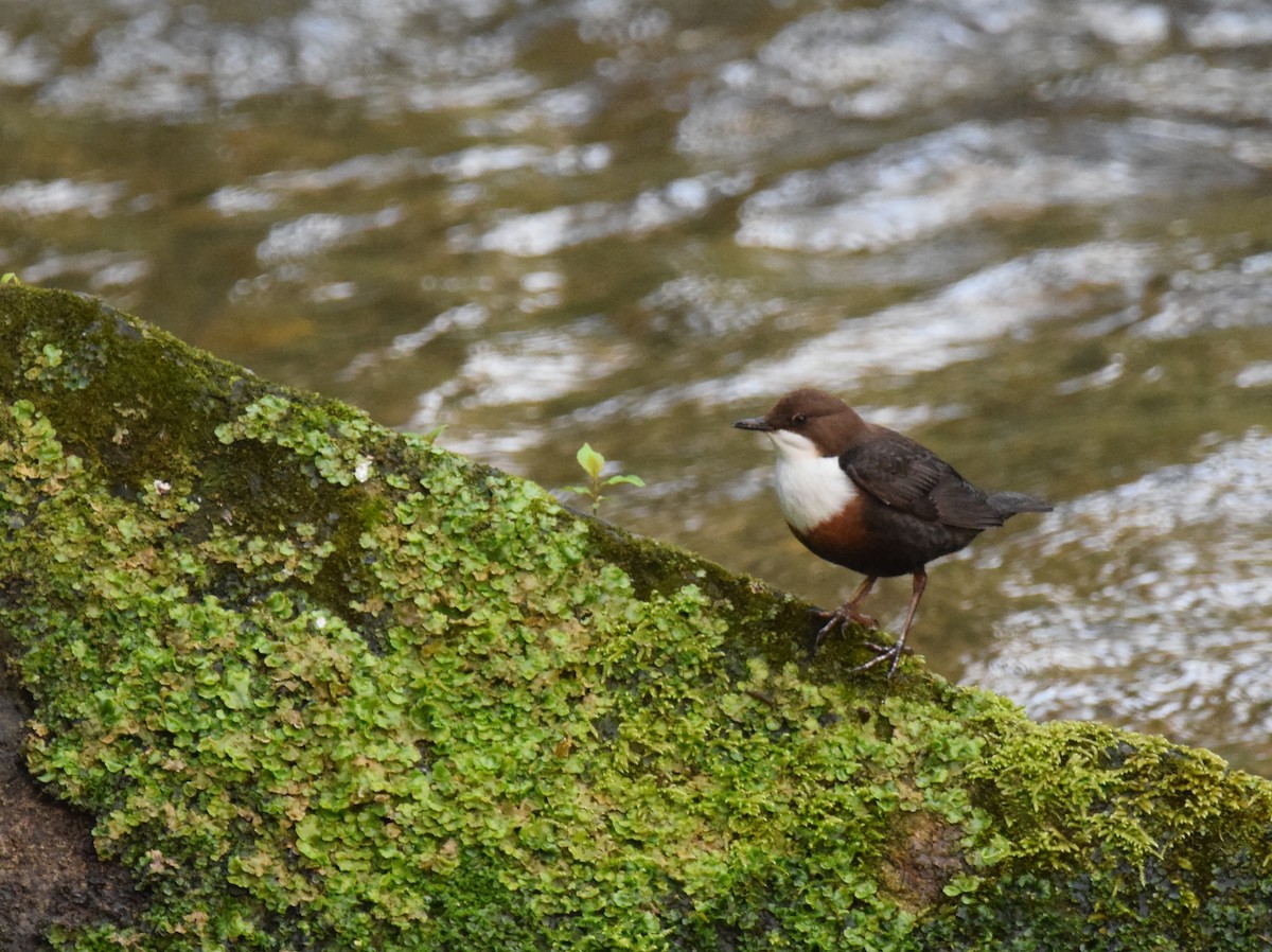 White-throated Dipper - A Emmerson